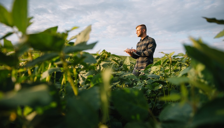 Farmer in soybean field.