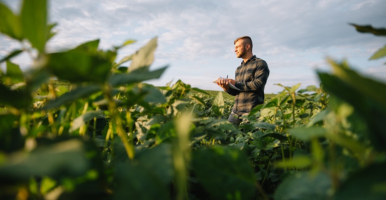 Farmer in soybean field.