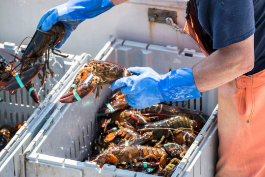 A fisherman separates live lobsters by size into bins on his boat to export to Asia.