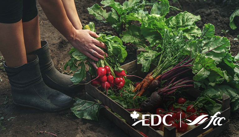 A woman farmer puts fresh vegetables in wooden box.