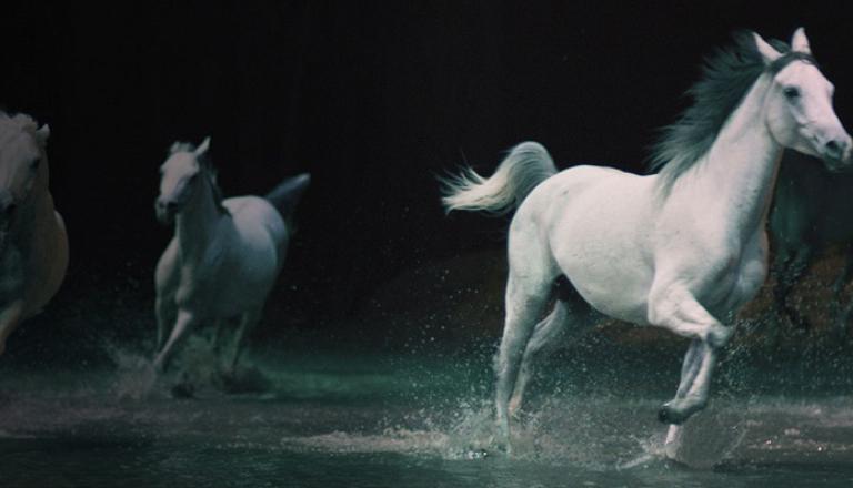 Cavalia, spectacle montréalais