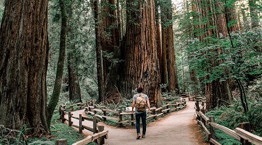 Man backpacking deciding between two directions of forest path