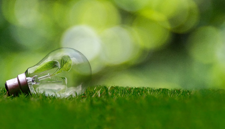 A light bulb with leaves growing inside it lies in a grassy field.